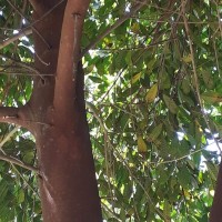 Ficus nervosa Roth